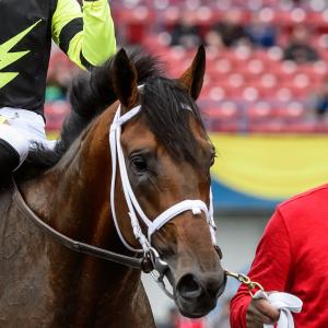 Sid C. Attard | America's Best Racing